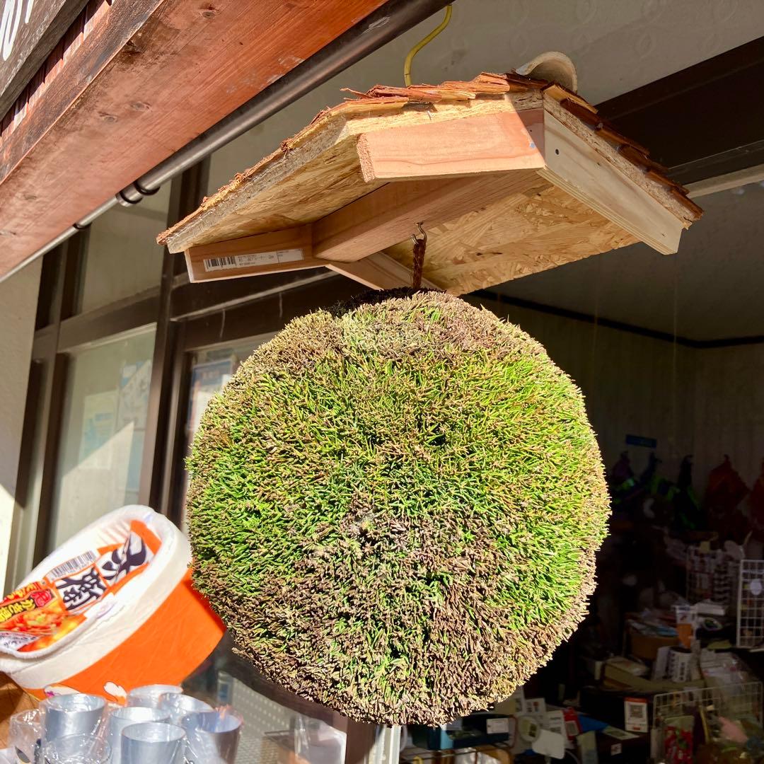 杉玉【屋根付き】①