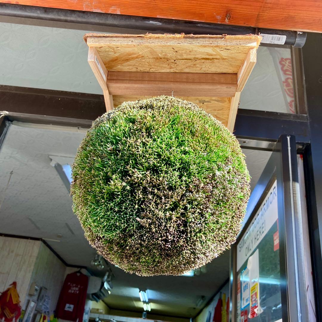 杉玉【屋根付き】①