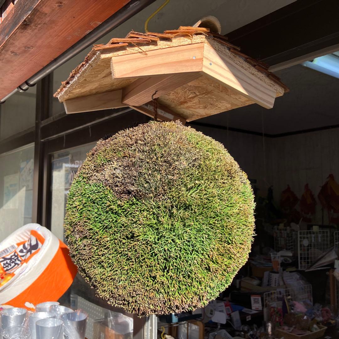 杉玉【屋根付き】①