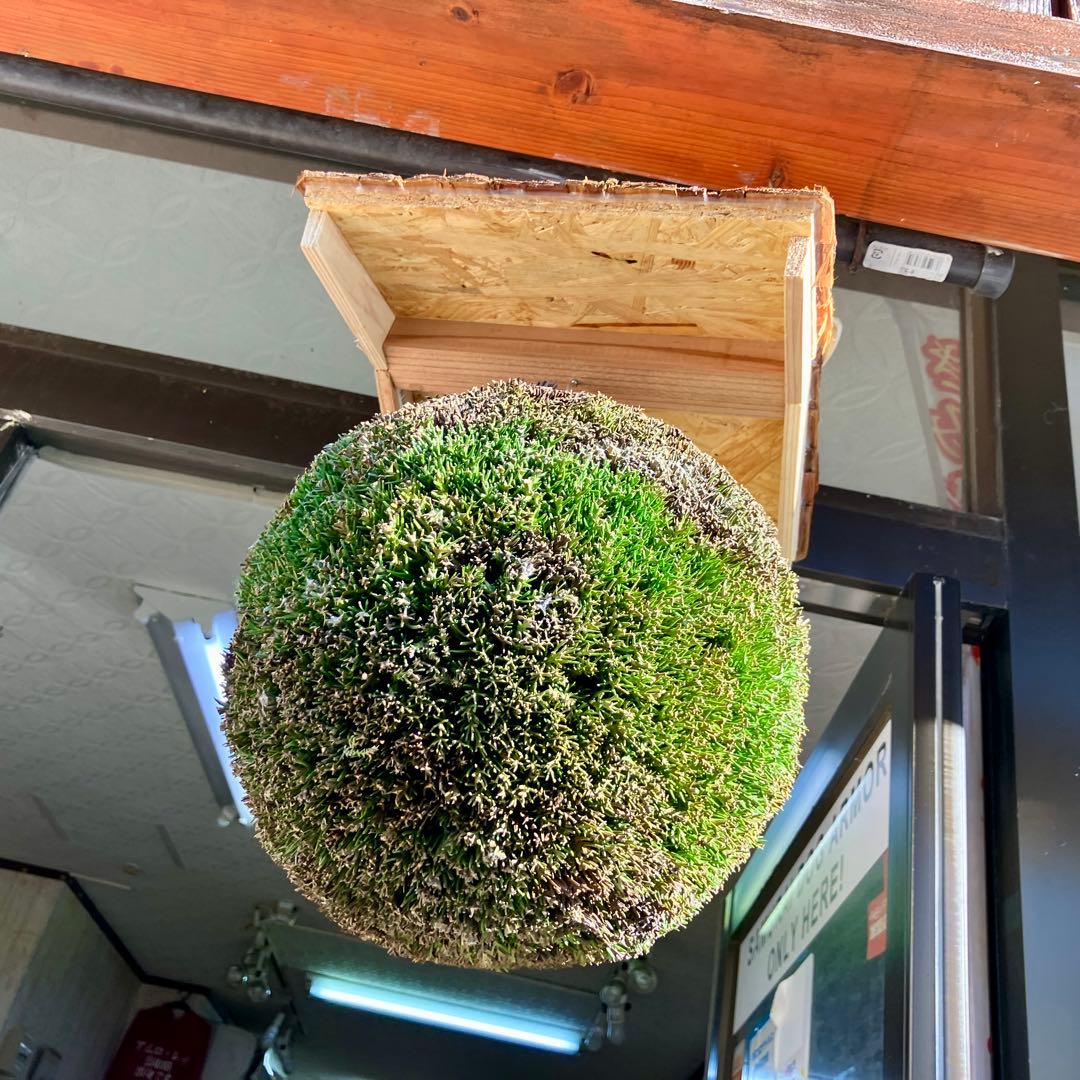 杉玉【屋根付き】①