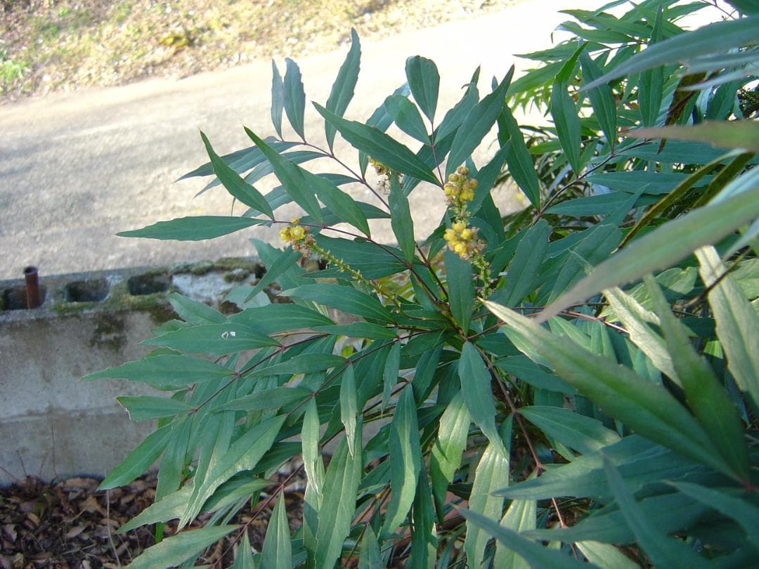 ソニー Cyber-shot DSC-P10 コンデジ 5.0メガピクセル