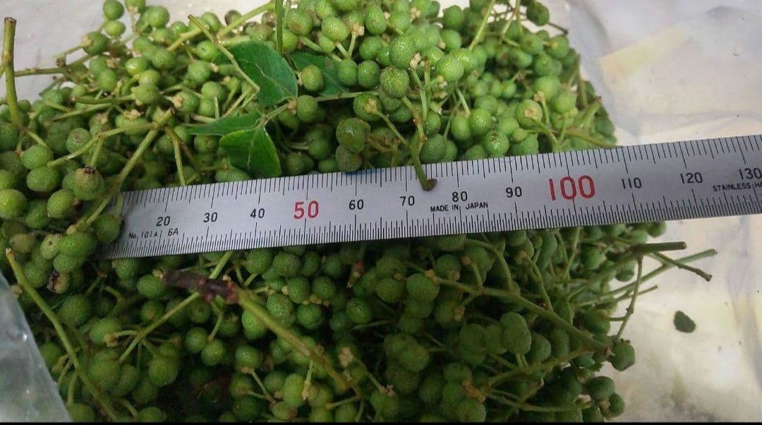 【下処理済】山椒の実　冷凍　300g