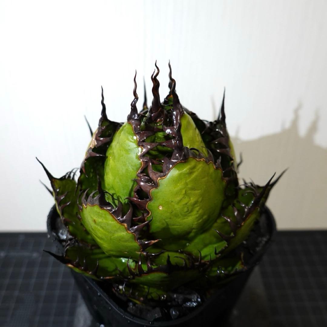 【現物出品】2121 【鉢のまま発送】 アガベ ホリダ