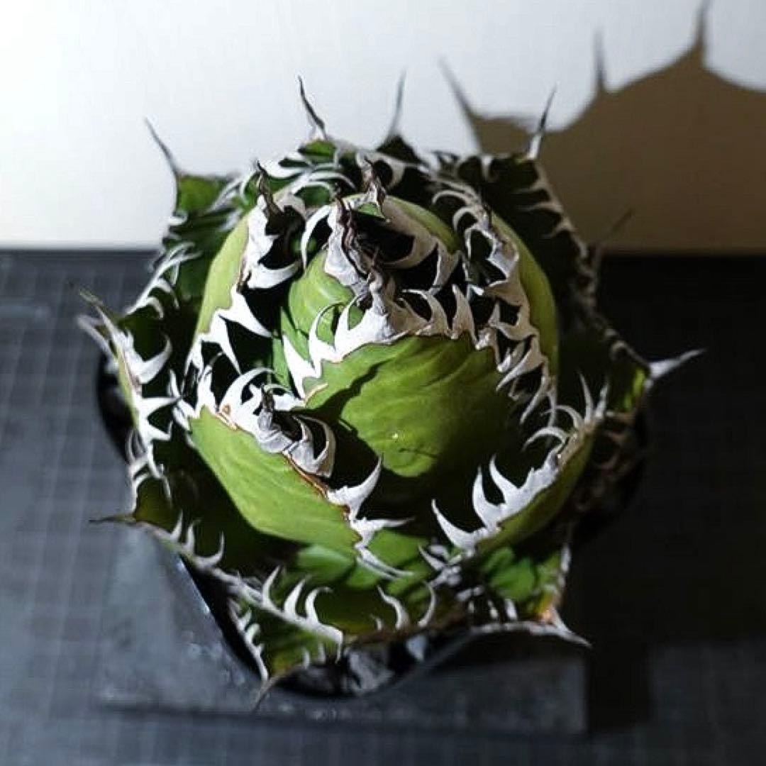 【現物出品】2121 【鉢のまま発送】 アガベ ホリダ