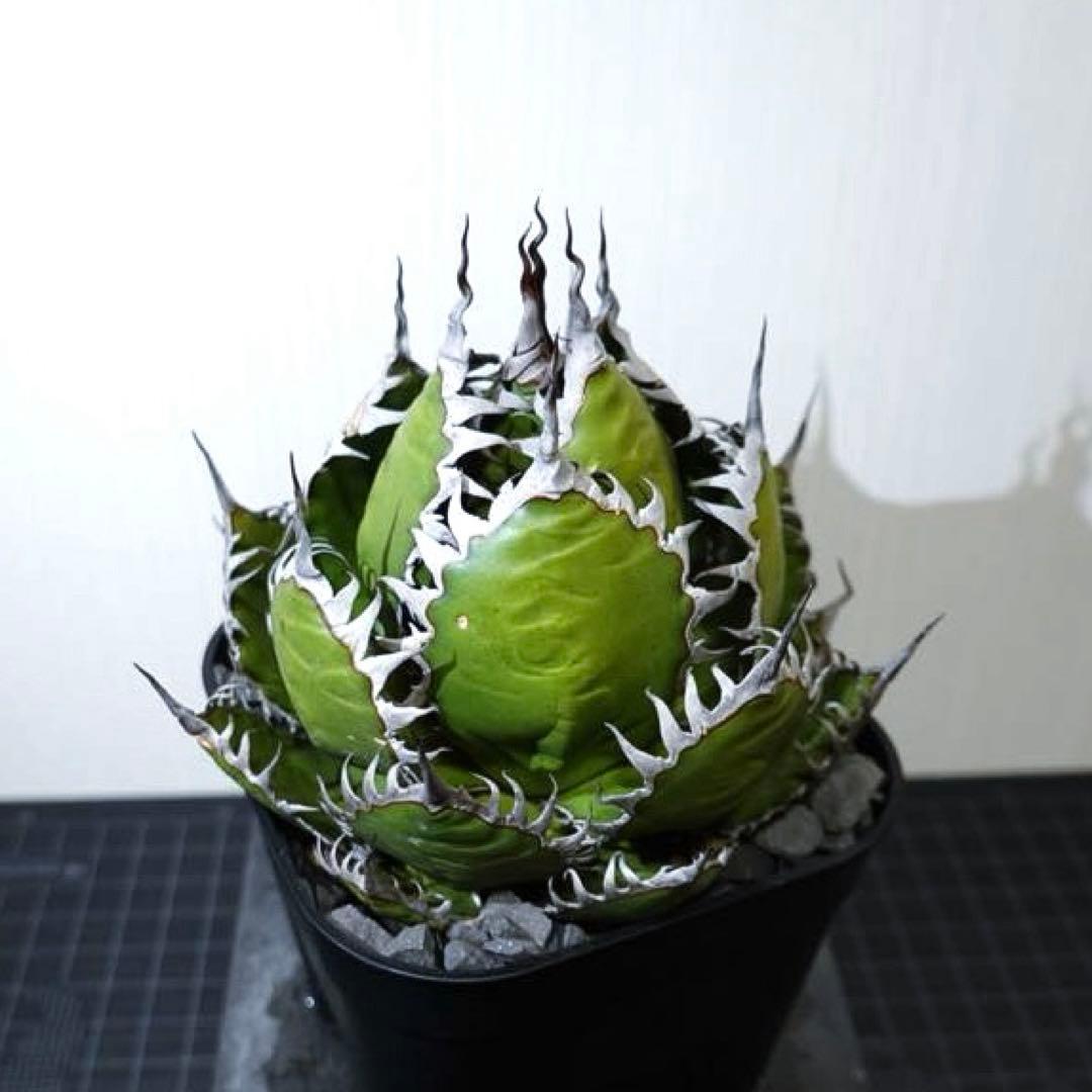 【現物出品】2121 【鉢のまま発送】 アガベ ホリダ