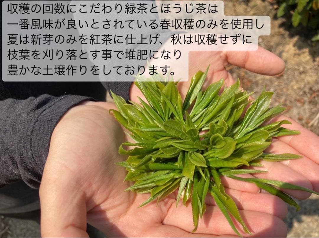 【お茶】日本の紅茶！便利な個包装スティック100本入り！溶かすだけ簡単パウダー