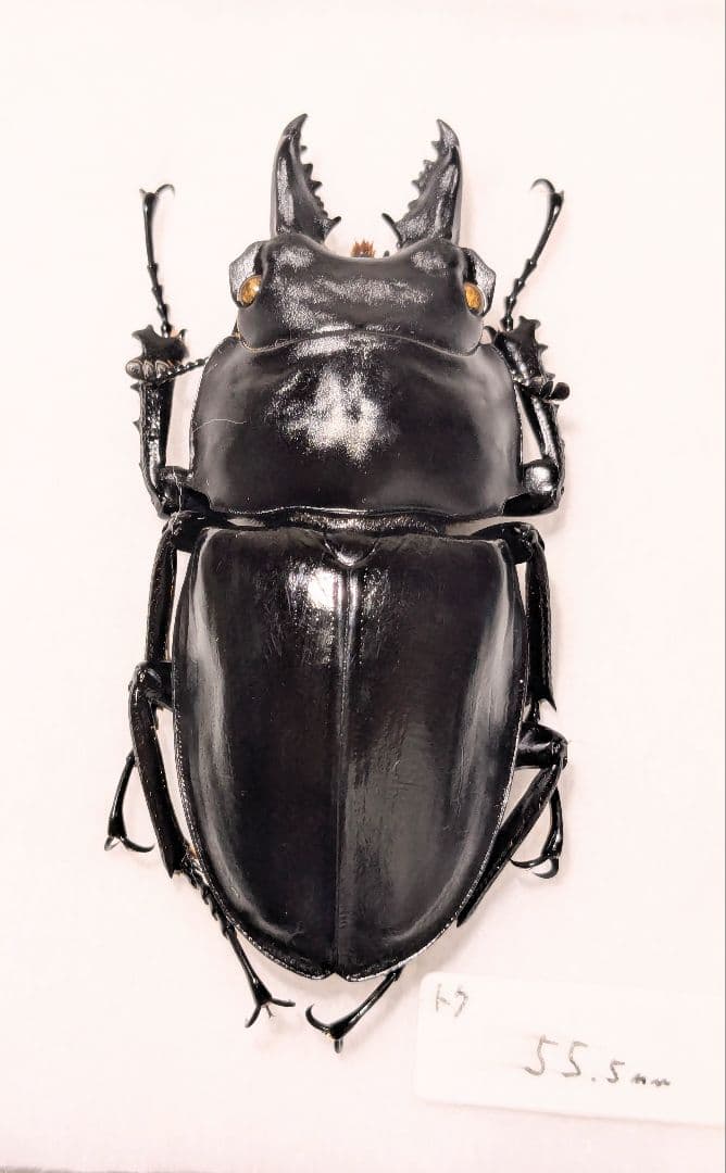 徳之　アマミマルバネ