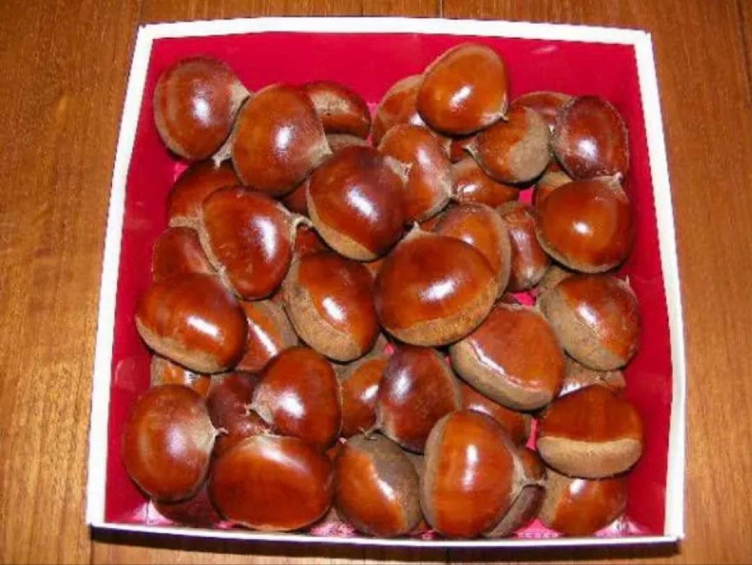 栗　大粒！幅40mm程度サイズ3.6k　取り扱いの難しい無燻蒸で熟成させた　生栗