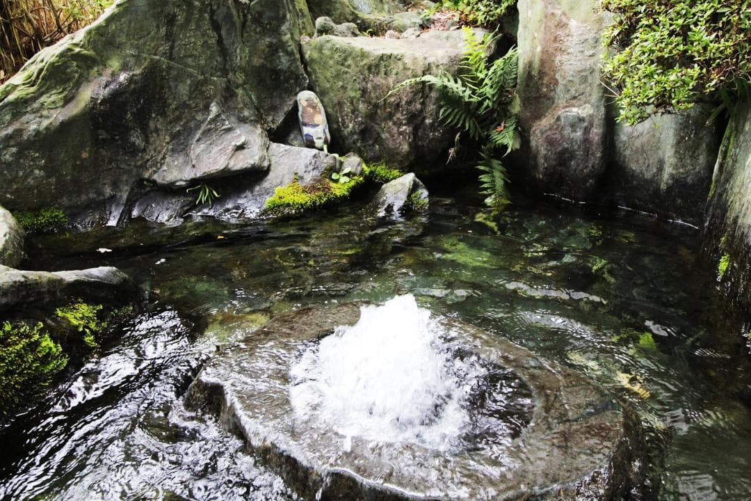 【令和7年度産】西条の名水で育てたお米 にじのきらめき 新米の玄米 20kg