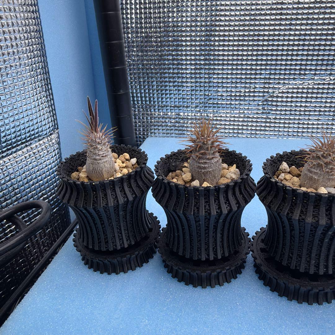 グラキリス　実生16 5株セット