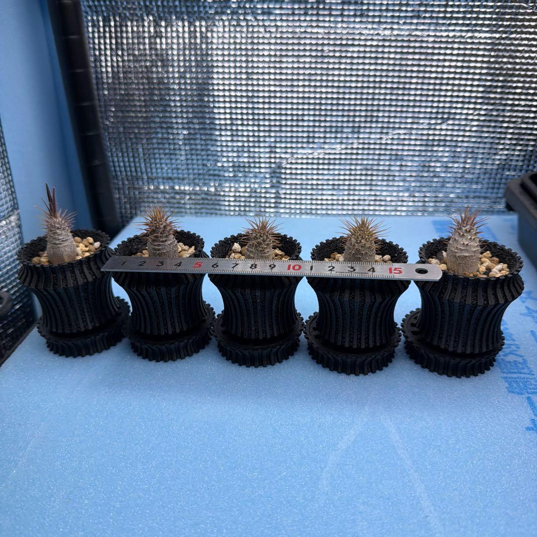 グラキリス　実生16 5株セット