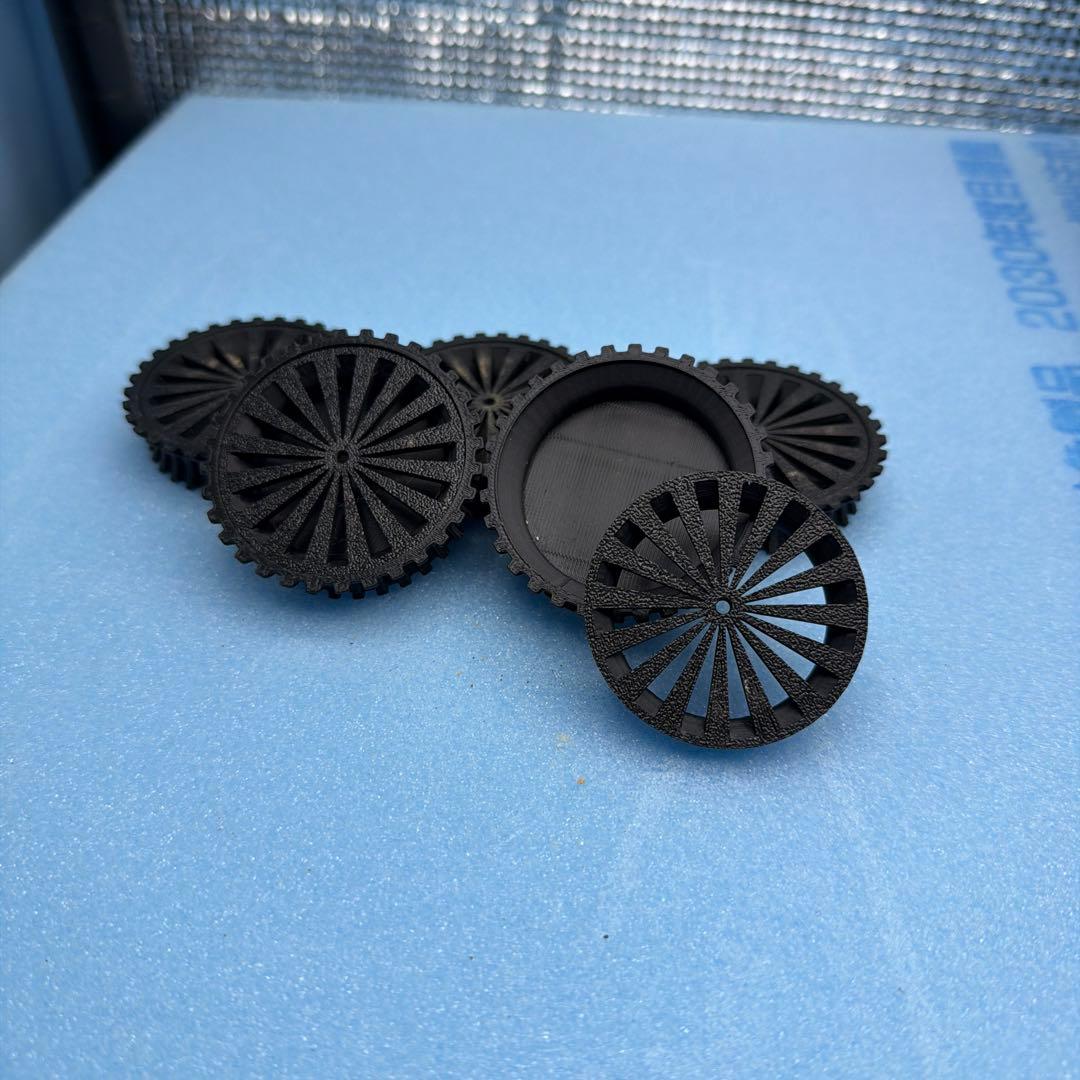 グラキリス　実生16 5株セット