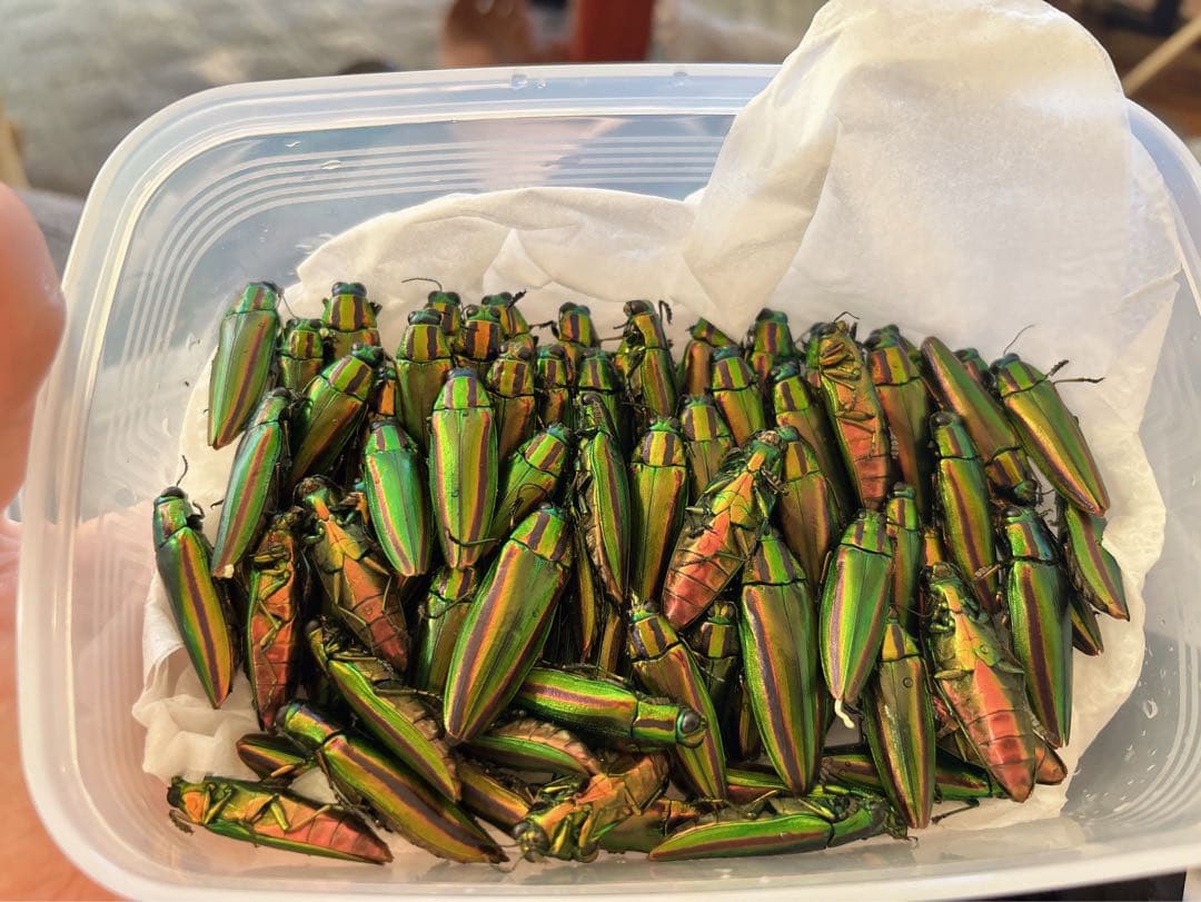 ジ*ン様 昆虫標本 30匹 タマムシ