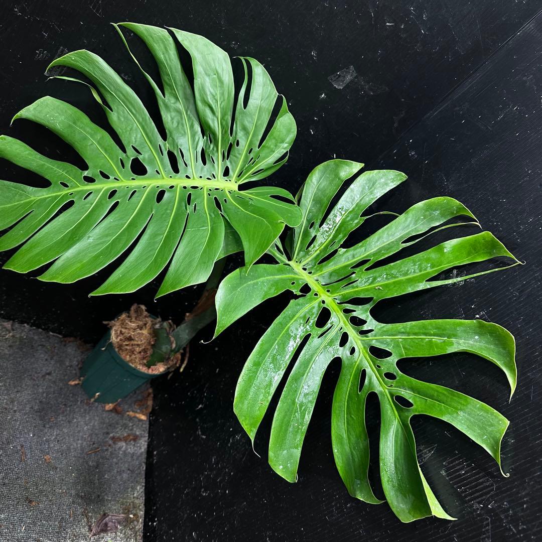 P*Y様 モンステラデリシオーサマクロコズム超希少系統鉢植え