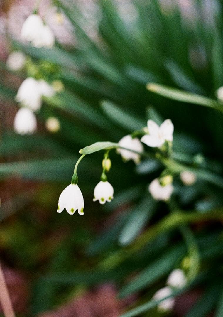 OLYMPUS オリンパスペンF　整備、実写済み　OLYMPUS PEN-F