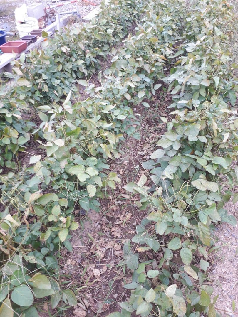 【sora】農薬・化学肥料不使用　令和7年度産　滋賀県産大豆8000g