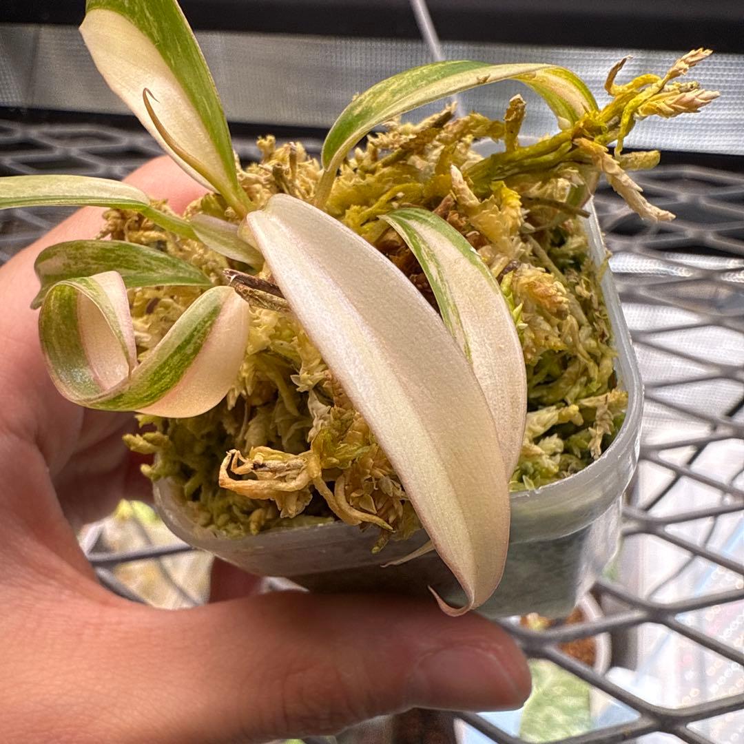 e*c様 ハイクオリティ フィロデンドロン キャラメルマーブル