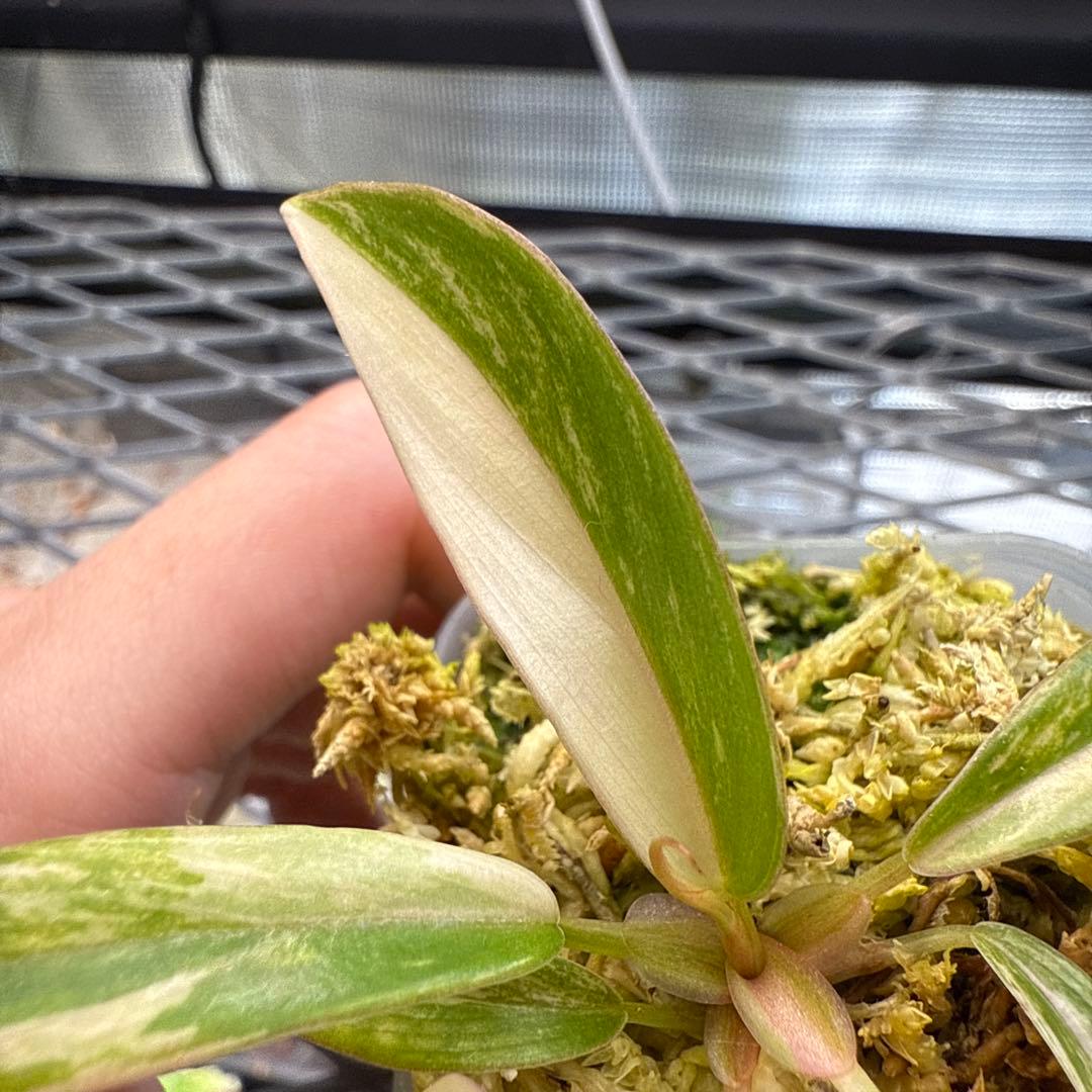 e*c様 ハイクオリティ フィロデンドロン キャラメルマーブル