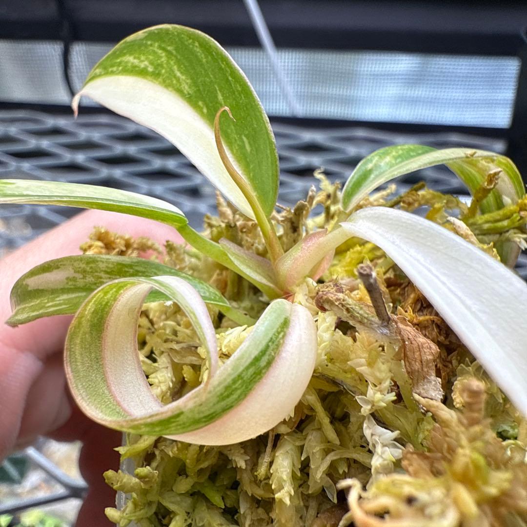 e*c様 ハイクオリティ フィロデンドロン キャラメルマーブル