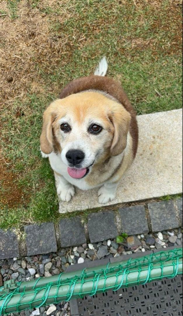 まな うちの子刺繍 オーダーメイド