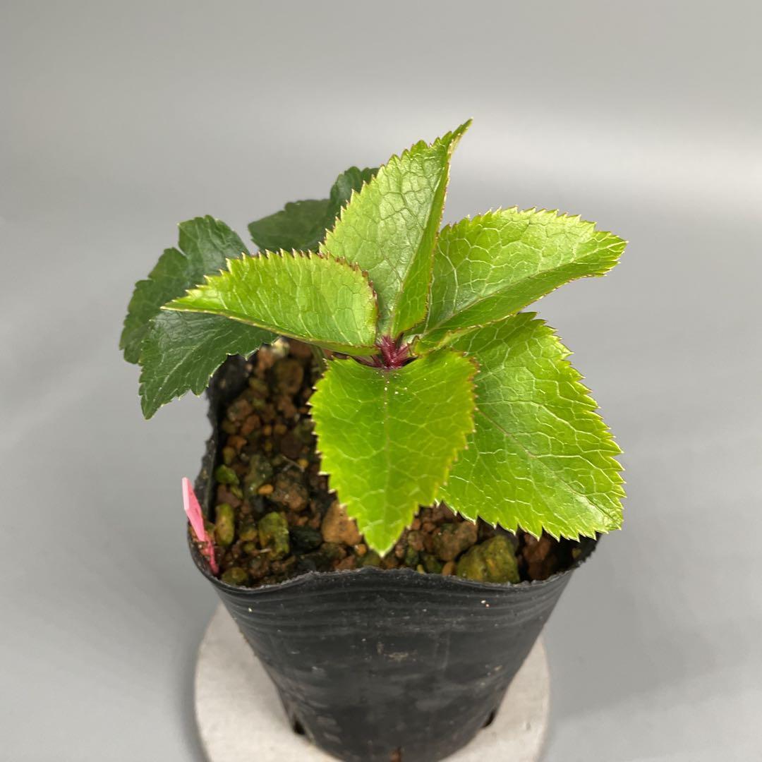 クリスマスローズ小苗 ♀ピンクホワイト×♂ピンクイエロー&グロスブラックセルフ