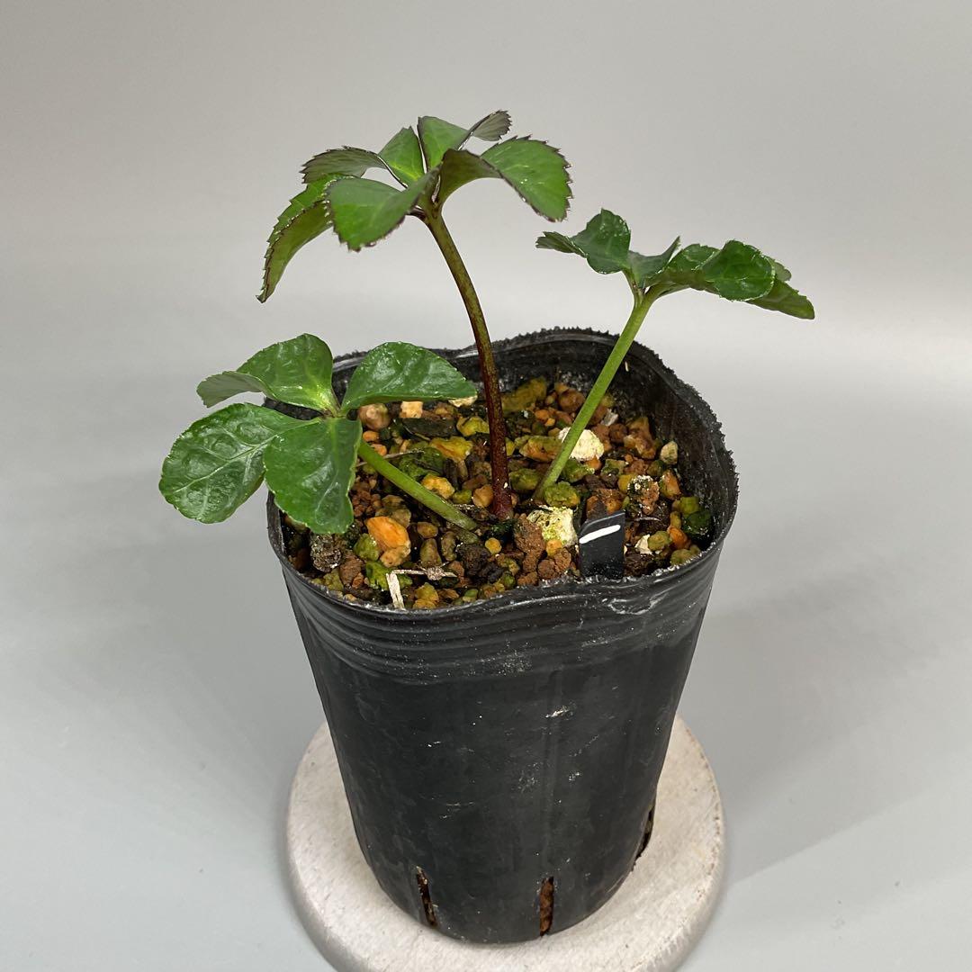 クリスマスローズ小苗 ♀ピンクホワイト×♂ピンクイエロー&グロスブラックセルフ