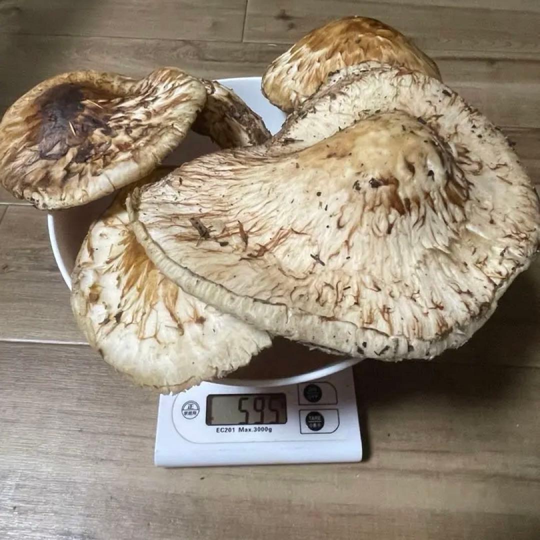 松茸　信州　長野県産 栂（つが)松茸　595g　訳あり