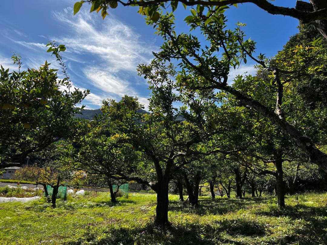 20年間農薬＆化学肥料不使用のNAGOMIの柚子10kg