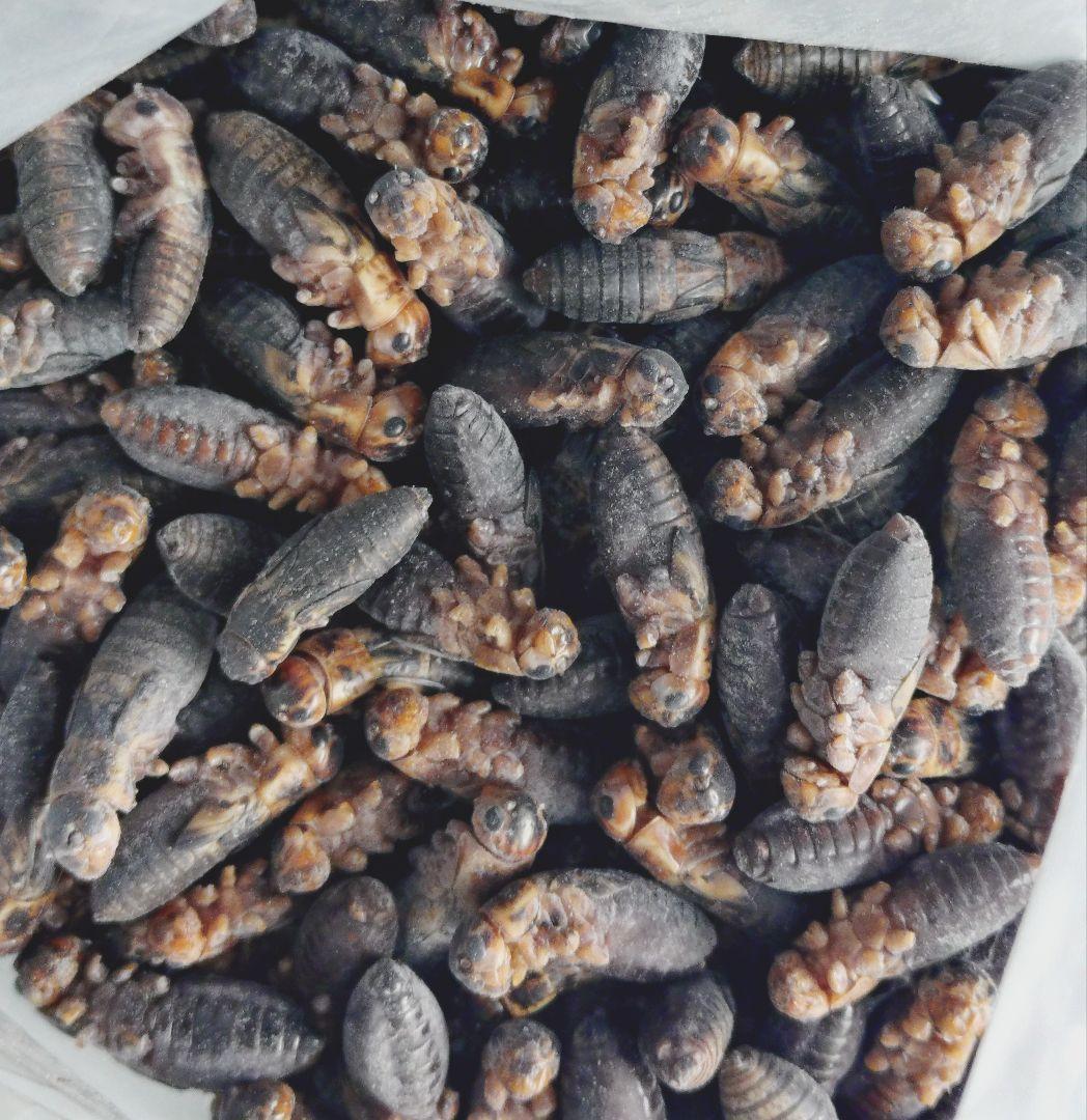 Hurze1フタホシML〜Ｌ200、冷凍マウスファジー30匹ホッパー30匹