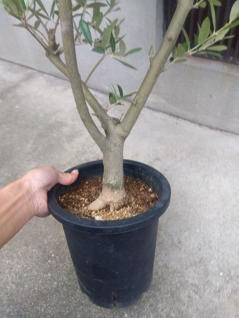 オリーブ　創樹　souju　ミッション　7号鉢つき 幹太❗　④