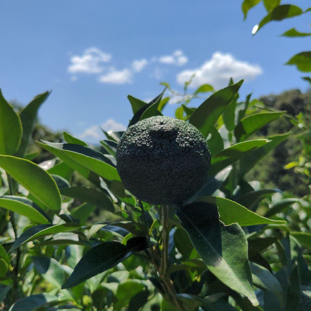 ゆず胡椒に！青柚子２０kg（愛媛県産）。そうめんの薬味、冷奴、刺身、酒、焼酎に◎