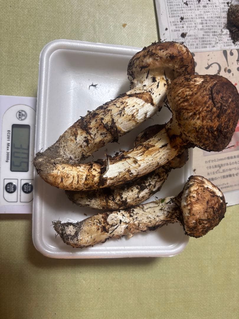 岩手県産　国産　松茸　【明日発送】