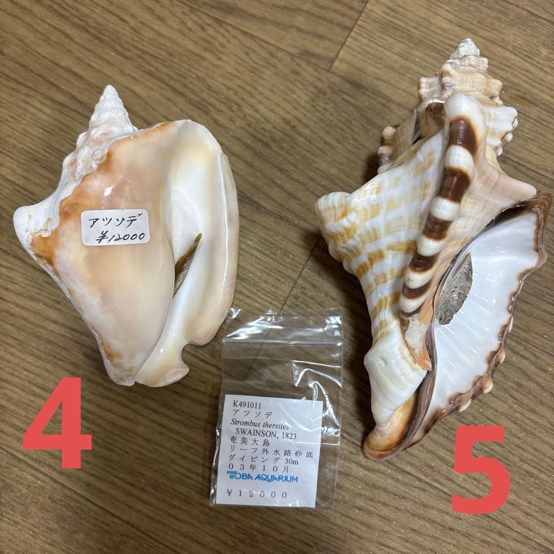 Meyo 7175　　貝殻10点