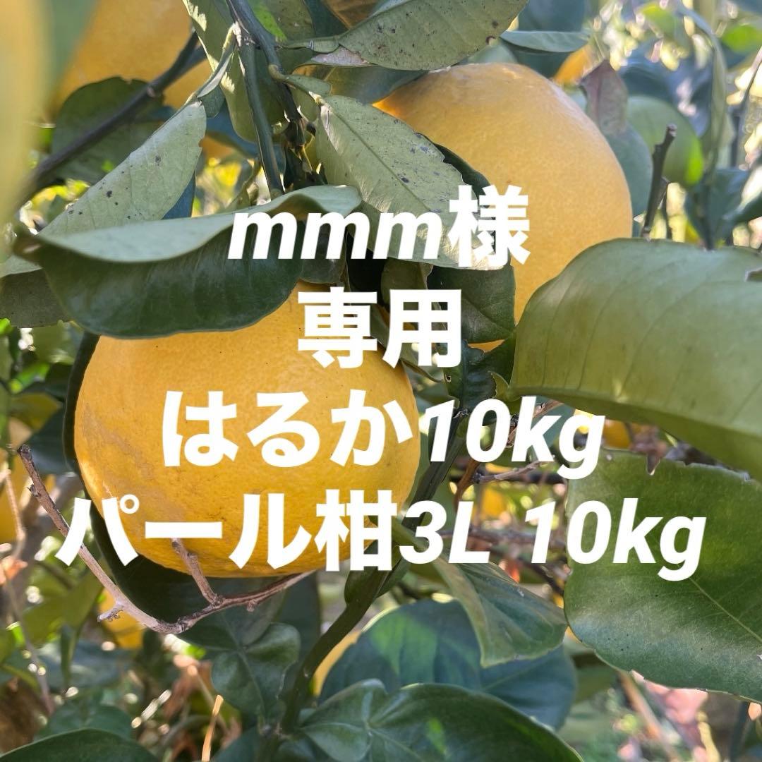 mmmはるか&パール柑20kg