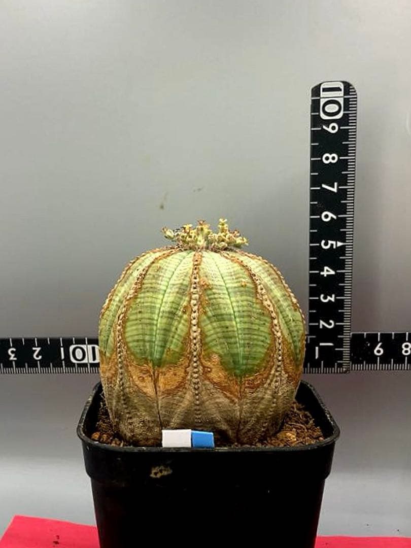 《3号WB》ユーフォルビア　オールド　オベサ　雌株