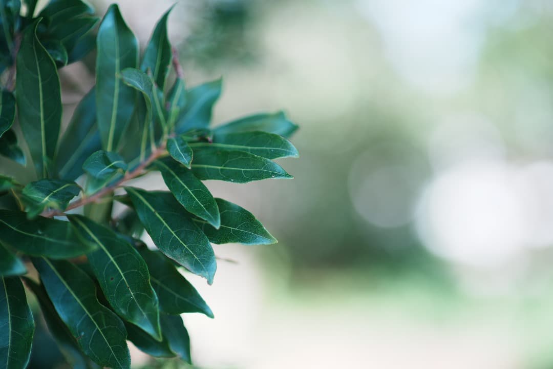 【詳細テスト】Nikon AF Nikkor 85mm F1.4D IF 569