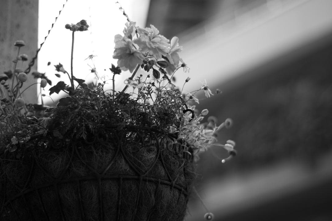 ボケ味美しい撒き餌レンズ！SMC PENTAX-DA 50mm F1.8