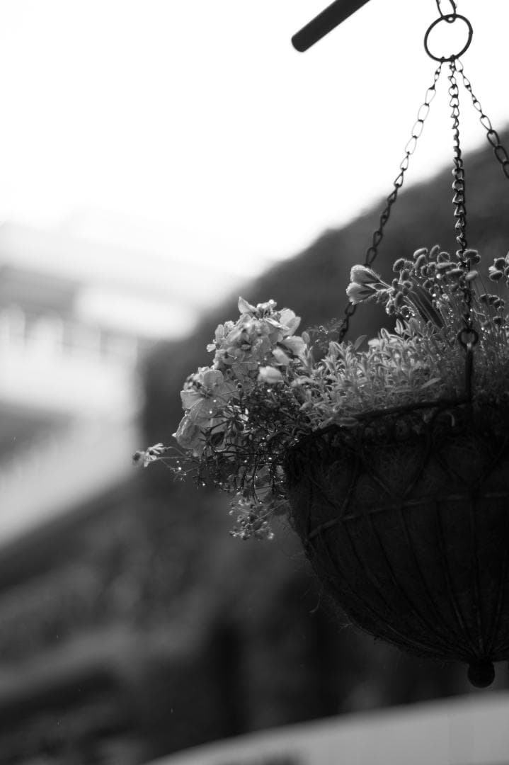 ボケ味美しい撒き餌レンズ！SMC PENTAX-DA 50mm F1.8