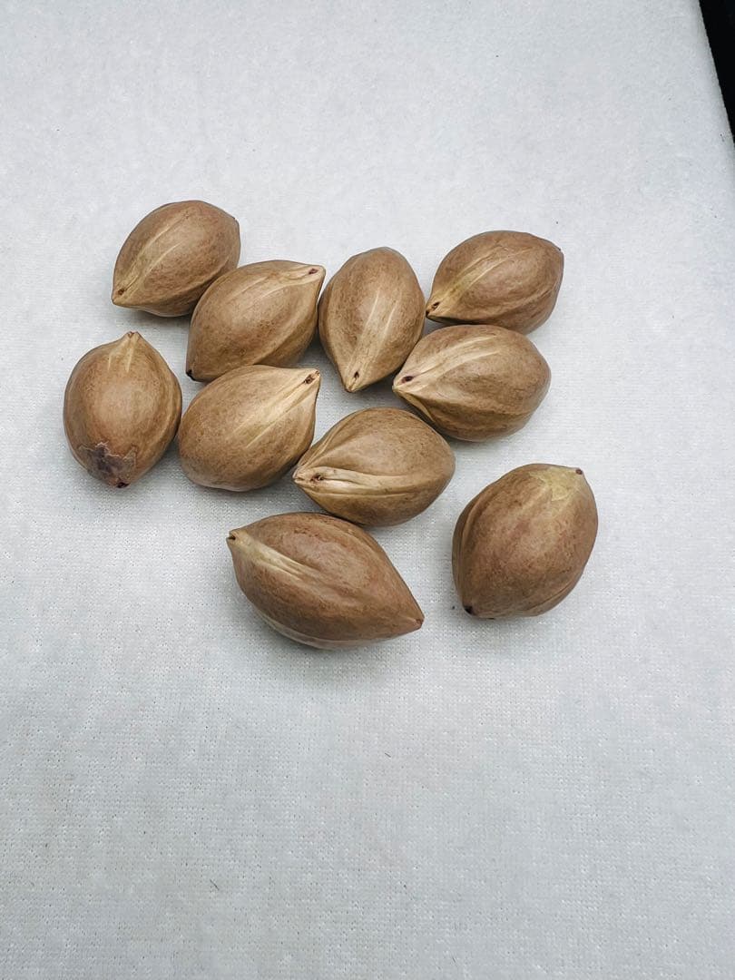 ツゲ様 文玩堂：オリーブ核の原核21mmとオリーブ核彫刻の本