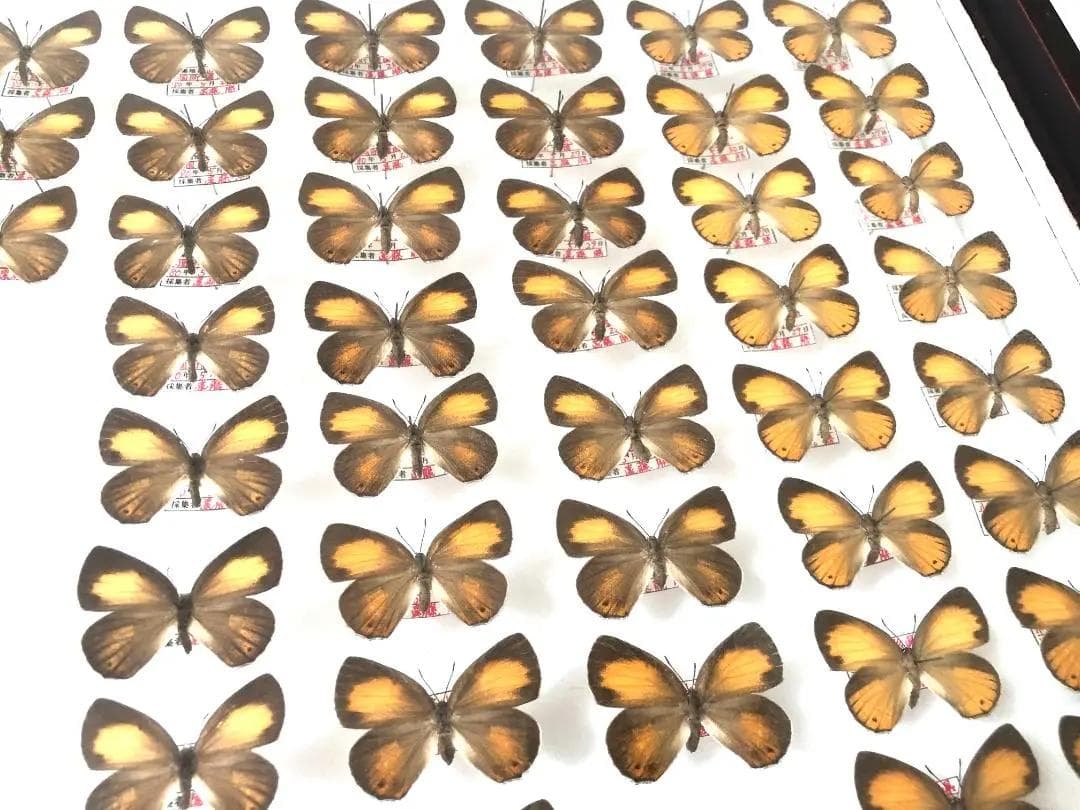 【ラスト1箱 チョウセンアカシジミ 115頭】蝶 標本 ドイツ箱 Tatsumi