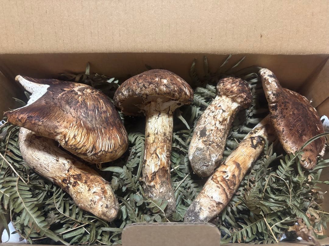 岩手県産松茸314g訳あり品