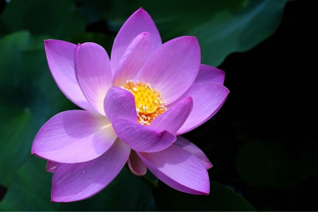 sonyEレンズ　銘品TAMRON28mm F2.8 BBARNikonフード付