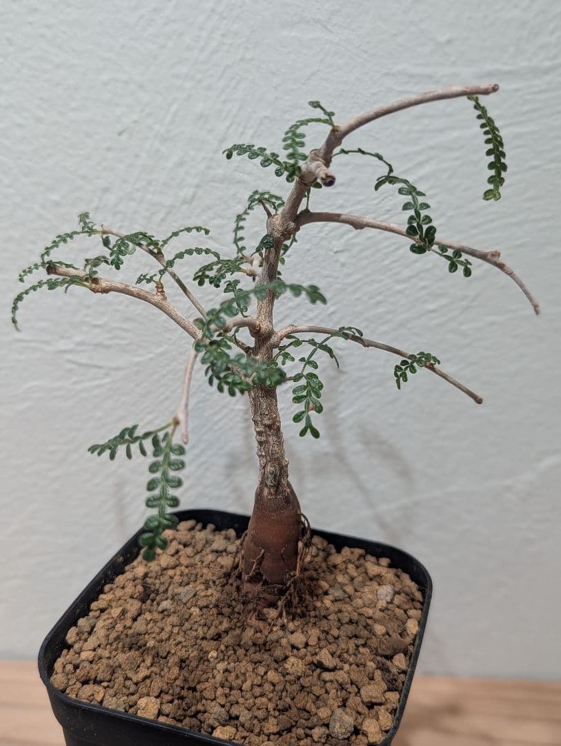 オペルクリカリア・ヒファエノイデス③ 4号鉢