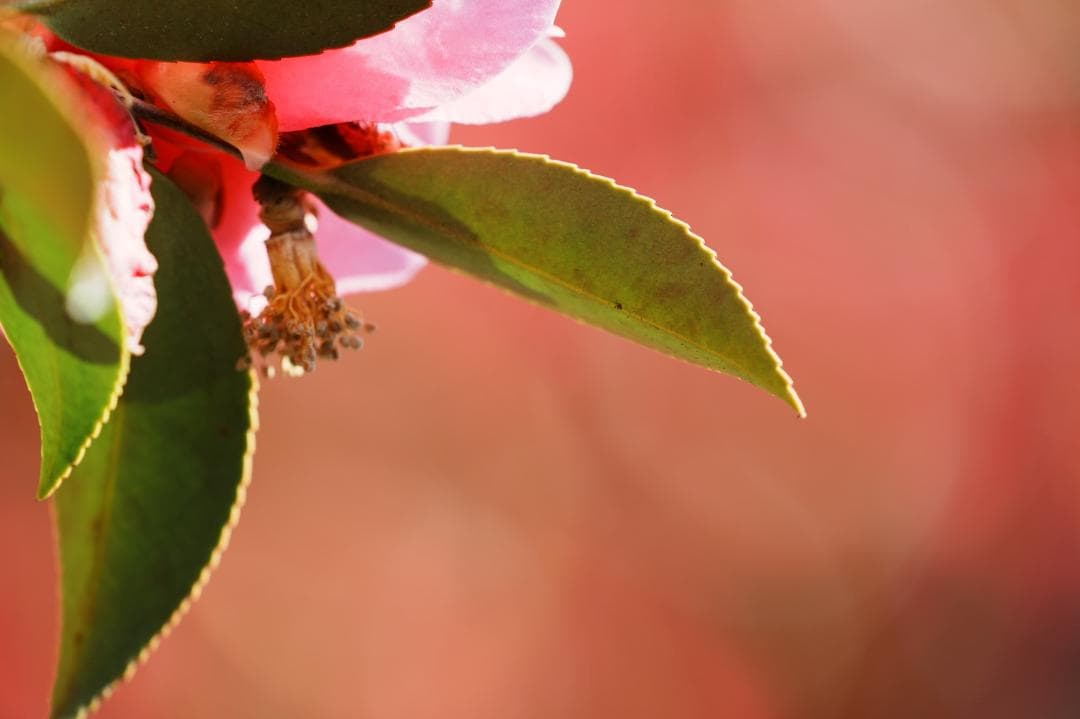 プロ愛用｜SONY SEL100400GM 家族の最高の瞬間を逃さない 398