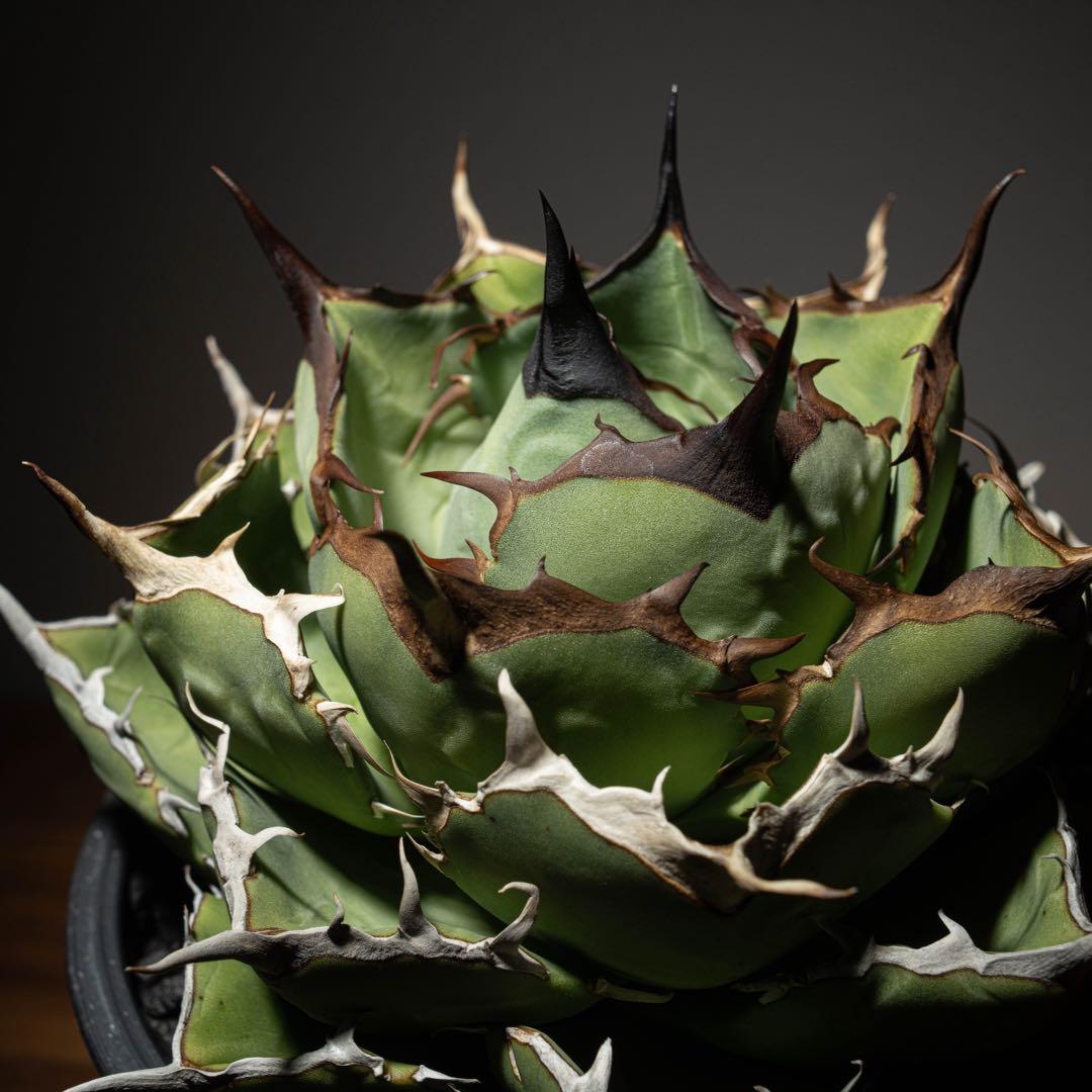 Agave titanota ‘Iran Rose’