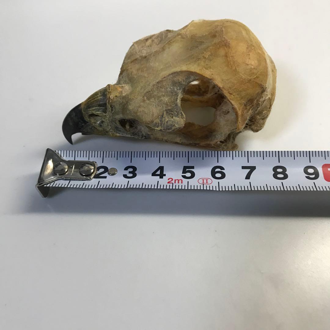 猛禽　頭骨　ワシ　タカ