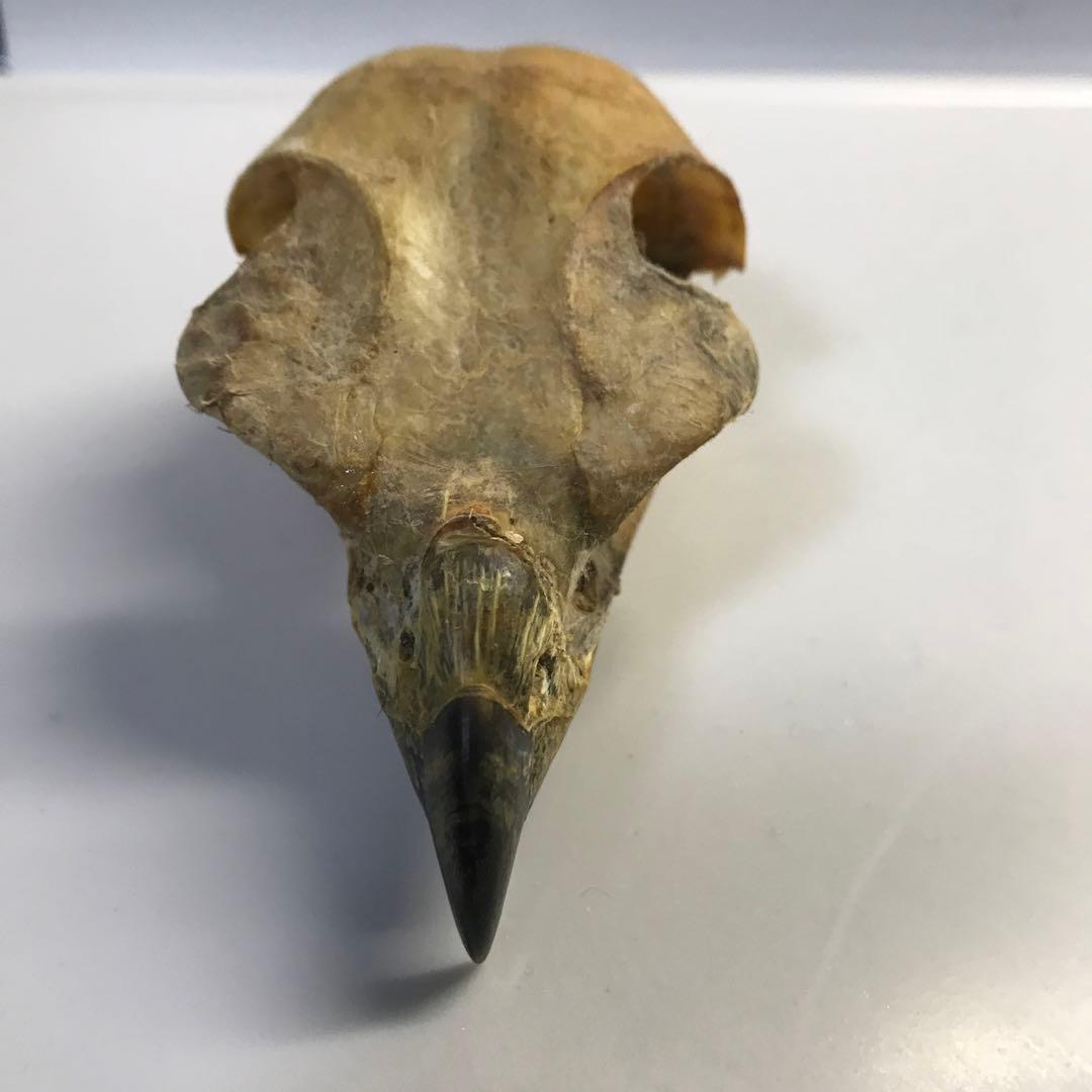 猛禽　頭骨　ワシ　タカ