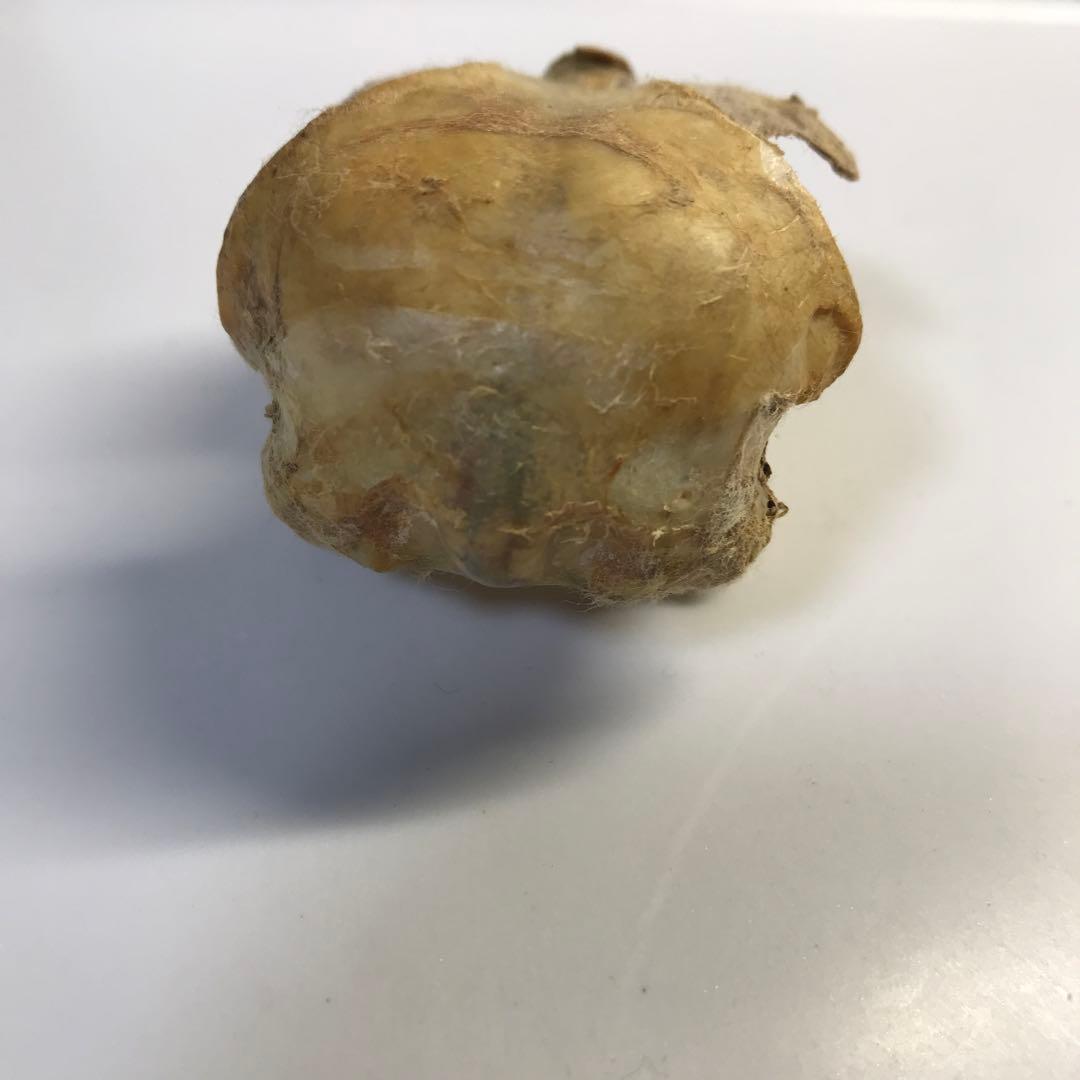 猛禽　頭骨　ワシ　タカ