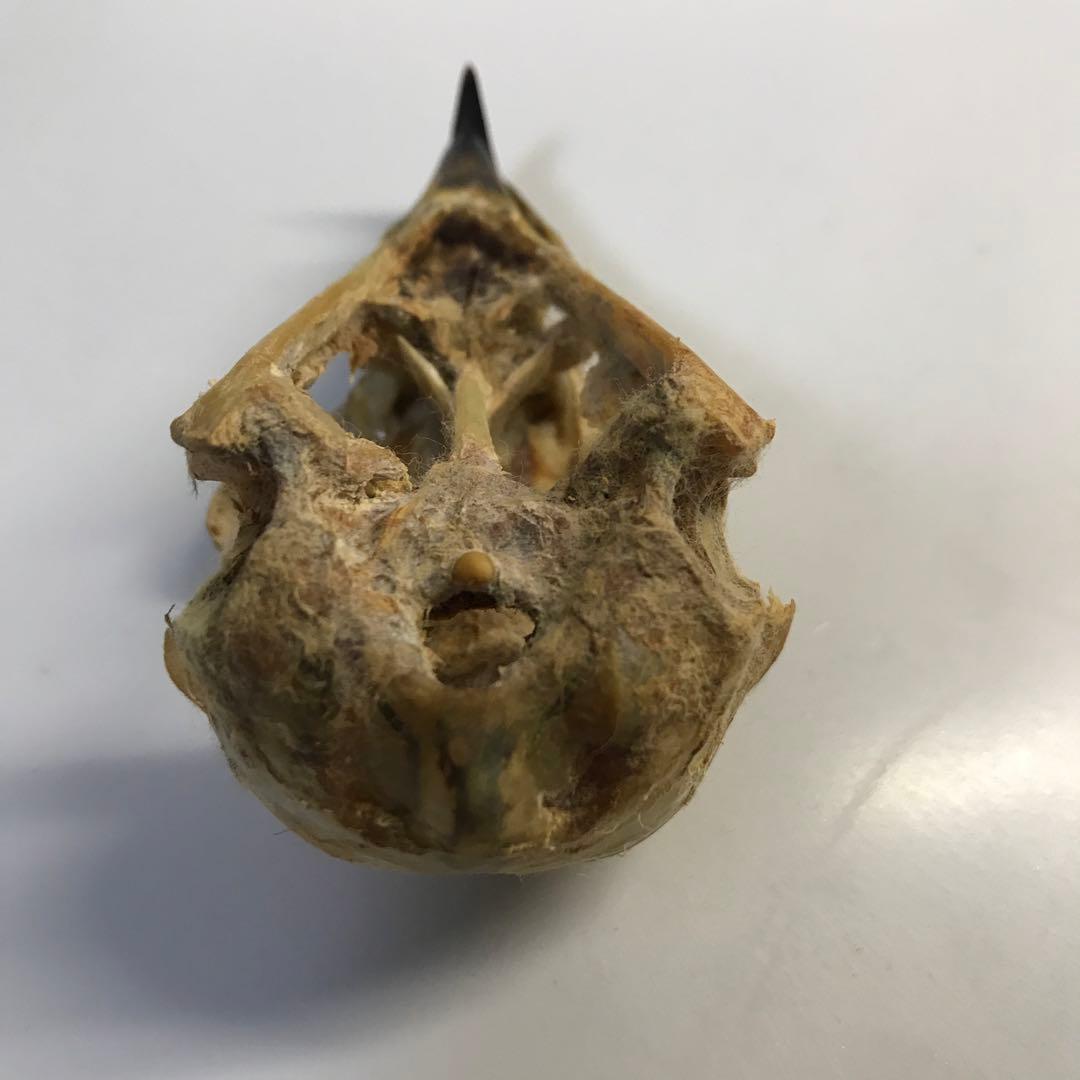 猛禽　頭骨　ワシ　タカ