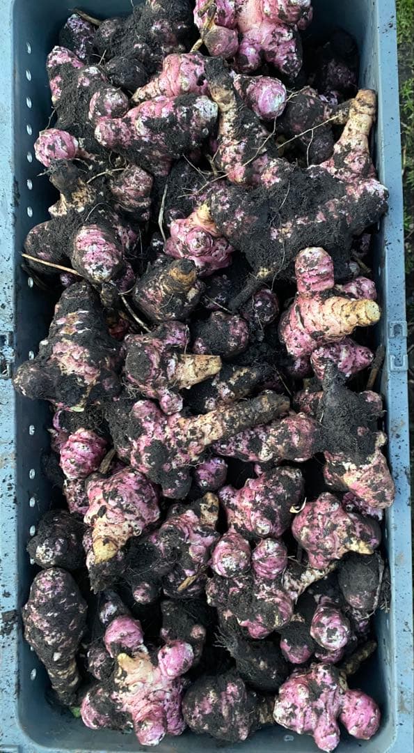 とうちゃん　2/2 青森県産　紫菊芋　箱込み約23kg 農薬不使用